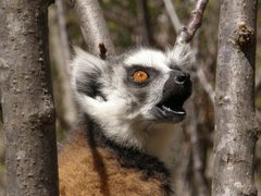 Lemur catta