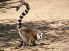 Lemur catta