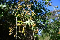 Gymnosporia maranguensis