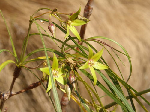 Ischnolepis graminifolia