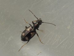 Bembidion schmidti