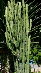 Euphorbia trigona