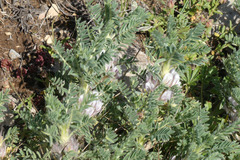 Astragalus nevadensis muticus