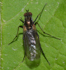 Dolichopus mannerheimi