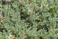 Astragalus nevadensis muticus