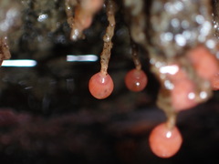 Ectopleura marina