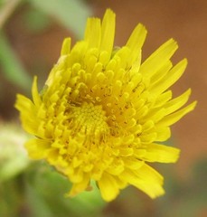 Sonchus oleraceus image