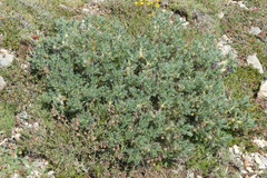 Astragalus nevadensis muticus