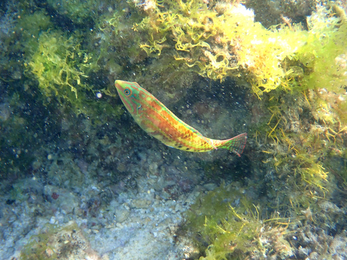 KwaZulu Natal wrasse