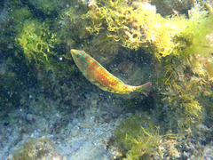 Kwa-Zulu Natal Wrasse photo 4