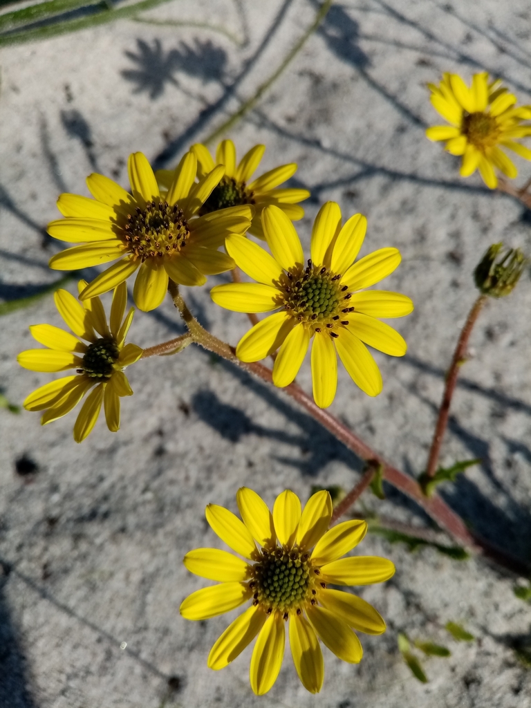 Osteospermum dentatum