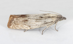 Eucosma radiatana