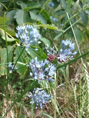 Allium caeruleum