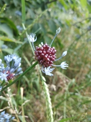 Allium caeruleum