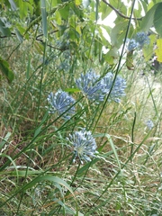Allium caeruleum