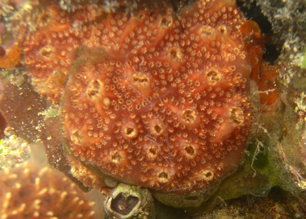 Ascidian
