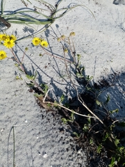 Osteospermum dentatum