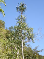 Pandanus acanthostylus