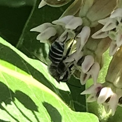 Megachile texana