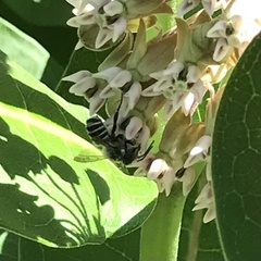 Megachile texana
