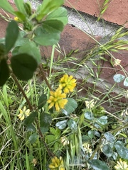 Trifolium dubium