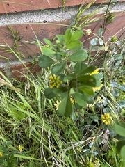 Trifolium dubium