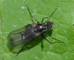 Dolichopus mannerheimi