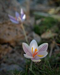 Crocus cambessedesii