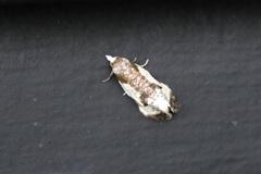 Clepsis persicana