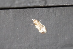 Clepsis persicana