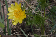Adonis vernalis