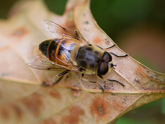 Eristalis tenax