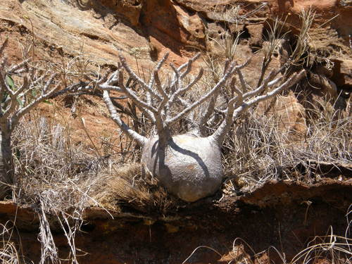 Pachypodium gracilius image