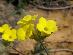 Pachypodium gracilius image