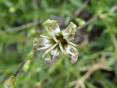 Silene saxifraga