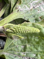 Plantago major