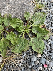 Plantago major