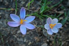 Crocus cambessedesii