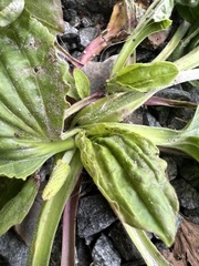Plantago major