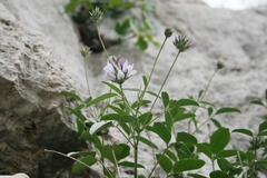 Bituminaria morisiana