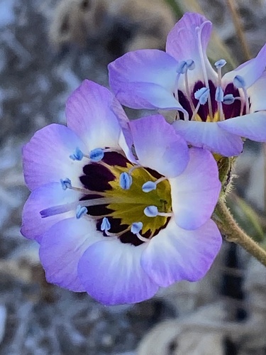 Gilia tricolor