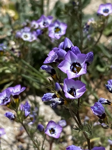 Gilia tricolor
