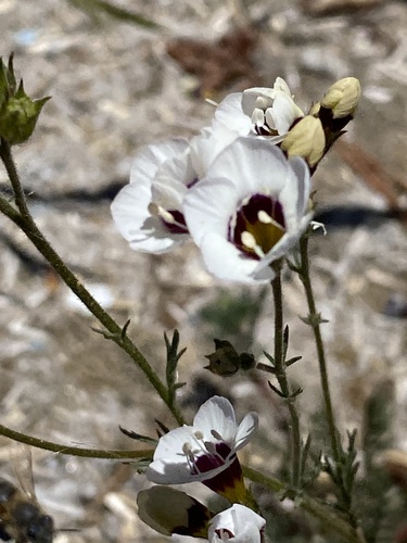 Gilia tricolor