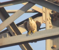 Falco biarmicus biarmicus