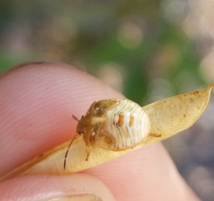 Thyanta pallidovirens