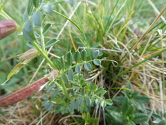 Vicia pyrenaica