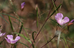 Clarkia bottae