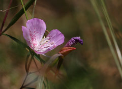 Clarkia bottae