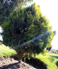 Platycladus orientalis