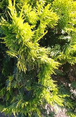 Platycladus orientalis